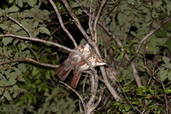 Mesitornis variegatus