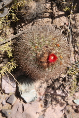 Parodia stuemeri