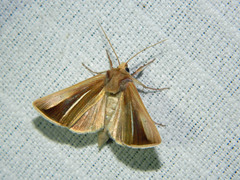 Plusia venusta