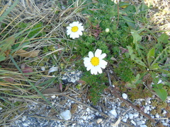 Anthemis peregrina