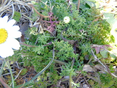Anthemis peregrina