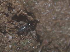Oedignatha scrobiculata