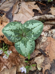 Trillium decumbens