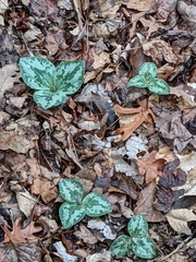 Trillium decumbens