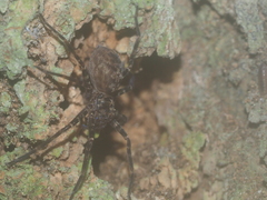 Heteropodinae
