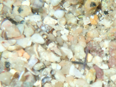 Chromogobius zebratus