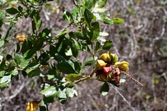 Paullinia fuscescens