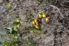 Paullinia fuscescens