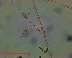 Eucampia