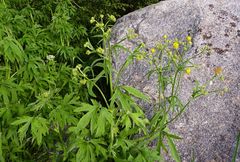 Ranunculus distans