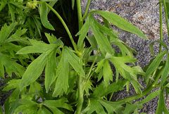 Ranunculus distans
