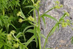 Ranunculus distans