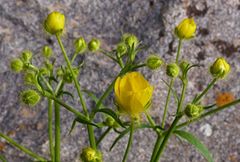 Ranunculus distans