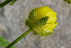 Ranunculus distans