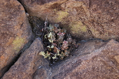 Crassula lanuginosa