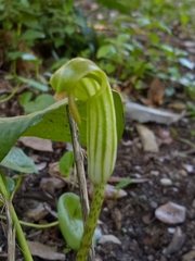 Arisarum vulgare
