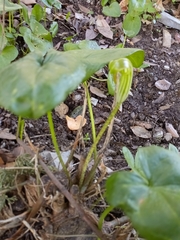 Arisarum vulgare