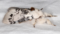 Iropoca rotundata