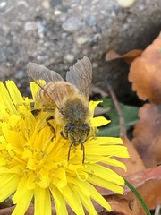 Apis mellifera