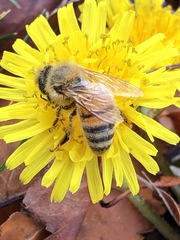 Apis mellifera