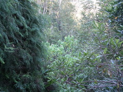 Gleichenia polypodioides