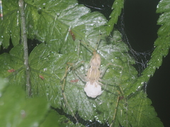 Scytodes pallida