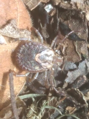 Amblyomma cajennense