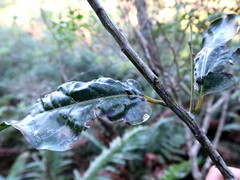 Ocotea bullata