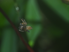 Spartaeinae