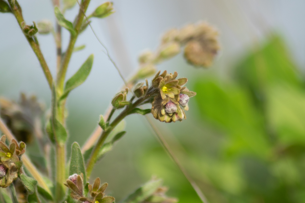 Cynoglossum clandestinum