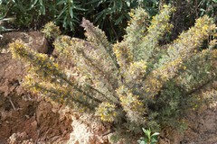 Ulex argenteus argenteus