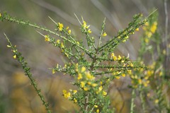Genista polyanthos