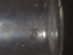 Oedignatha scrobiculata