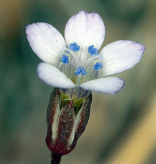 Gilia clokeyi