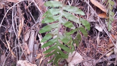 Polypodium glycyrrhiza
