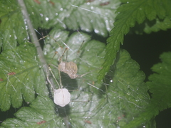 Scytodes pallida