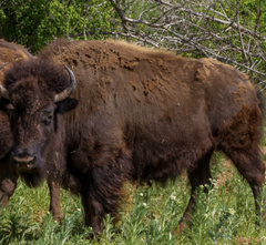 Bison