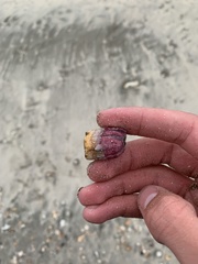 Megabalanus tintinnabulum