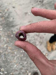 Megabalanus tintinnabulum