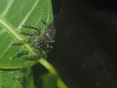 Colyttus