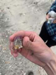 Megabalanus tintinnabulum