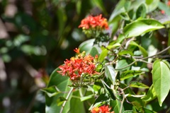 Pseudogynoxys haenkei