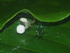 Scytodes pallida