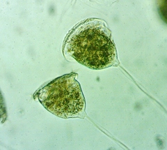 Vorticella campanula