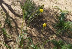 Ranunculus linearilobus