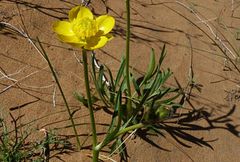 Ranunculus linearilobus