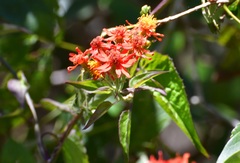 Pseudogynoxys haenkei