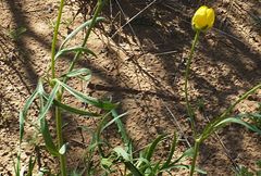 Ranunculus linearilobus
