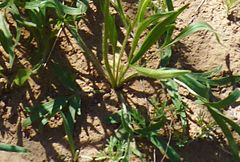 Ranunculus linearilobus
