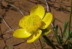 Ranunculus linearilobus